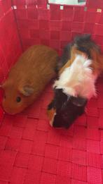 2 beertjes, Dieren en Toebehoren, Knaagdieren, Cavia, Mannelijk, December, Tam