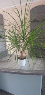 Kamerplant beaucarnea, Huis en Inrichting, Kamerplanten, Ophalen