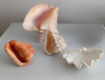 BENITIER deco collectie aquariumschelpen beschikbaar voor biedingen