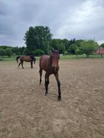 BWP springgericht merrieveulen, Dieren en Toebehoren, Springpaard, Gechipt, Niet van toepassing, 0 tot 2 jaar