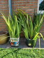 Gele Iris - vijverplanten, Tuin en Terras, Vijvers, Ophalen