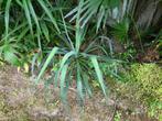 Yucca gloriosa (filamentosa), Ophalen of Verzenden, Winter, Vaste plant