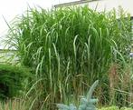 Grassen : Miscanthus sinensis 'Giganteus' (Prachtriet), Tuin en Terras, Ophalen, Herfst, Vaste plant, Siergrassen