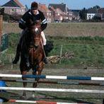 Verzorg paarden, Animaux & Accessoires, Chevaux, Jument, Débourré, Cheval de récréation, 11 ans ou plus