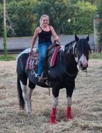 Ter dekking APHA Rolexs Sparklin Pine, Merrie