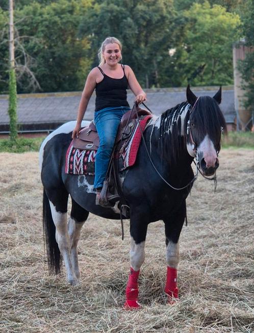 Ter dekking APHA Rolexs Sparklin Pine, Dieren en Toebehoren, Paarden en Pony's | Dekhengsten en Fokmerries, Merrie