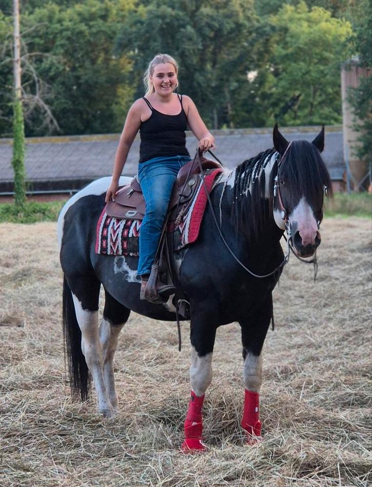 Ter dekking APHA Rolexs Sparklin Pine, Dieren en Toebehoren, Paarden en Pony's | Dekhengsten en Fokmerries, Merrie