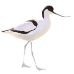 Kluten, Dieren en Toebehoren, Vogels | Overige Vogels, Meerdere dieren, Geringd
