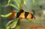 Clownbotia, Dieren en Toebehoren, Vissen | Aquariumvissen