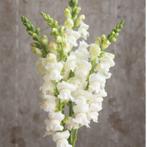 Zaden Witte Leeuwenbek, Ophalen of Verzenden, Zaad