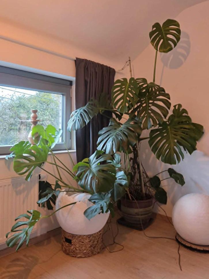 Giant Monstera Deliciosa - Mooi en zeldzaam, Huis en Inrichting, Kamerplanten, Overige soorten, 200 cm of meer, Groene kamerplant