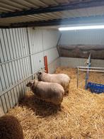 Schapen ooien, Dieren en Toebehoren, Schapen, Geiten en Varkens