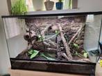 Terrarium naturel complet avec une femelle gecko à crête, Animaux & Accessoires, Comme neuf, Enlèvement ou Envoi, Éclairage