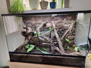 Terrarium naturel complet avec une femelle gecko à crête