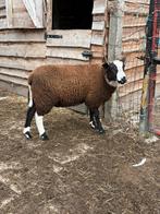 Mooie bok, Dieren en Toebehoren, Mannelijk, Schaap, 0 tot 2 jaar