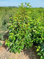 Prunus lusitanica, Enlèvement