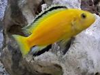 Malawi vis; soort Labidochromis caroleus, zeer mooie zoetwat, Vis, Zoetwatervis