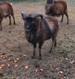 Schaap: mooie soay ram (2jaar), Animaux & Accessoires, Moutons, Chèvres & Cochons, Mouton