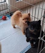 Pomeriaan, Dieren en Toebehoren, België, Keeshond, CDV (hondenziekte), 8 tot 15 weken