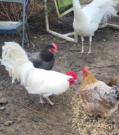 Jonge kweekhaan groenlegger, Dieren en Toebehoren, Pluimvee, Kip, Mannelijk