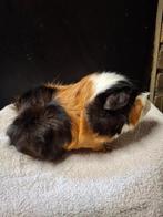 3kleur borstel beer, Dieren en Toebehoren, Cavia, Februari, Mannelijk, Tam