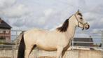 2,5 jaar oude pony, Ruin, L