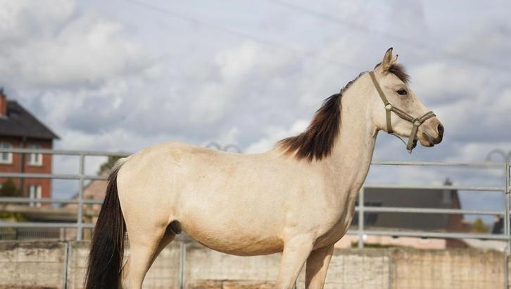2,5 jaar oude pony, Dieren en Toebehoren, Pony's, Ruin, L