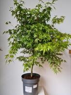 Japanse Esdoorn - Acer Palmatum 'Sangokaku', Jardin & Terrasse, Plantes | Arbres, Enlèvement, Ombre partielle