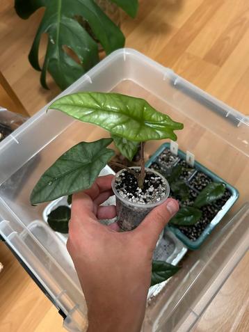 Alocasia Heterophylla Dragon Breath beschikbaar voor biedingen