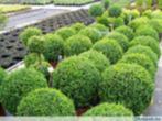 Buxus en buxusvervangers, Ophalen, Overige soorten