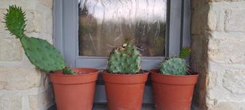 winterharde cactus, Tuin en Terras, Planten | Tuinplanten, Volle zon, Vaste plant, Lente, Ophalen