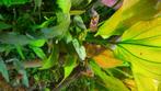 Guppies te koop, Dieren en Toebehoren, Vissen | Aquariumvissen, Vis, Zoetwatervis, Schoolvis