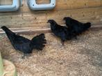 Ayam cemani, Dieren en Toebehoren