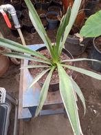 yucca  torreyi, Tuin en Terras, Planten | Tuinplanten, Ophalen