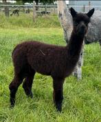 Zwart merrie alpaca veulen van grijze merrie, Maart, Vrouwelijk