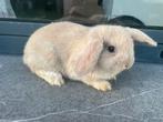 Monilop konijntje, Animaux & Accessoires, Lapins