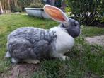 DUITSE REUS ! Dekklaar 7,4 kg, Dieren en Toebehoren, Konijnen