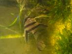Pterophyllum scalare maanvissen, Dieren en Toebehoren