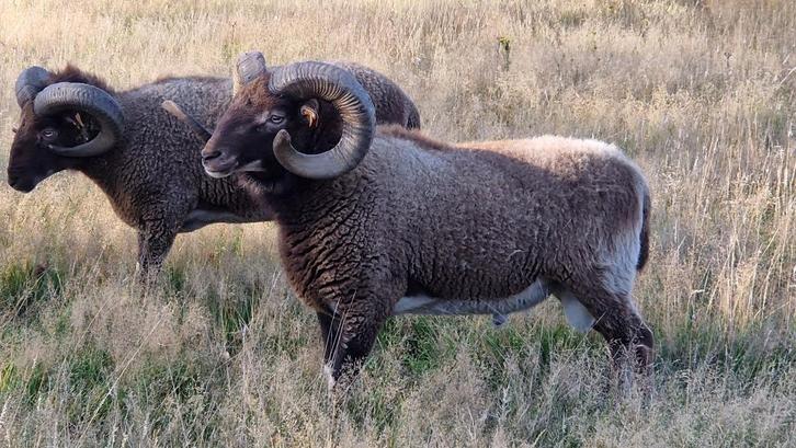 Ram + Ooien Castlemilk Moorit schaap, Dieren en Toebehoren, Schapen, Geiten en Varkens, Schaap, Meerdere dieren