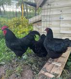 Broedeieren australorp, Kip