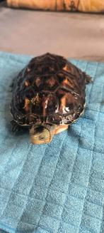 Waterschildpad, Dieren en Toebehoren, Schildpad, Met terrarium, 0 tot 2 jaar