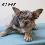 Franse Bulldog pups te koop, Dieren en Toebehoren, 15 weken tot 1 jaar, Buitenland, CDV (hondenziekte), Meerdere