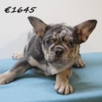 Franse Bulldog pups te koop beschikbaar voor biedingen