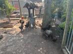 Kippen te koop wegens stopzetting hobby