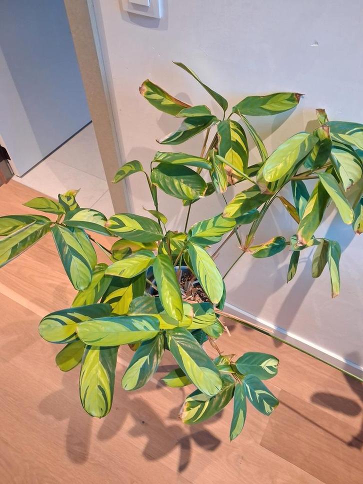 Verschillende grote kamerplanten te koop., Huis en Inrichting, Kamerplanten, Ficus, Ophalen