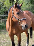 Braaf recreatie paard en lieve therapie pony, Zadelmak, Recreatiepaard, 11 jaar of ouder, Merrie