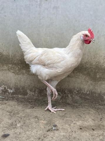 Jonge haan beschikbaar voor biedingen