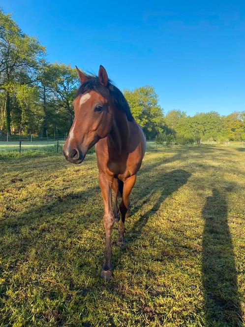 Weidemaatje, Dieren en Toebehoren, Paarden, Ruin, 160 tot 165 cm, 7 tot 10 jaar