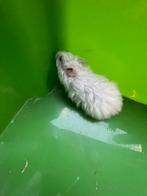 Syrische hamsters, Dieren en Toebehoren, Knaagdieren, Hamster, Juli, Meerdere dieren, Tam