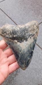 Megalodon fossiele haaientand 13 cm uit Indonesie haai, Verzamelen, Ophalen of Verzenden, Fossiel